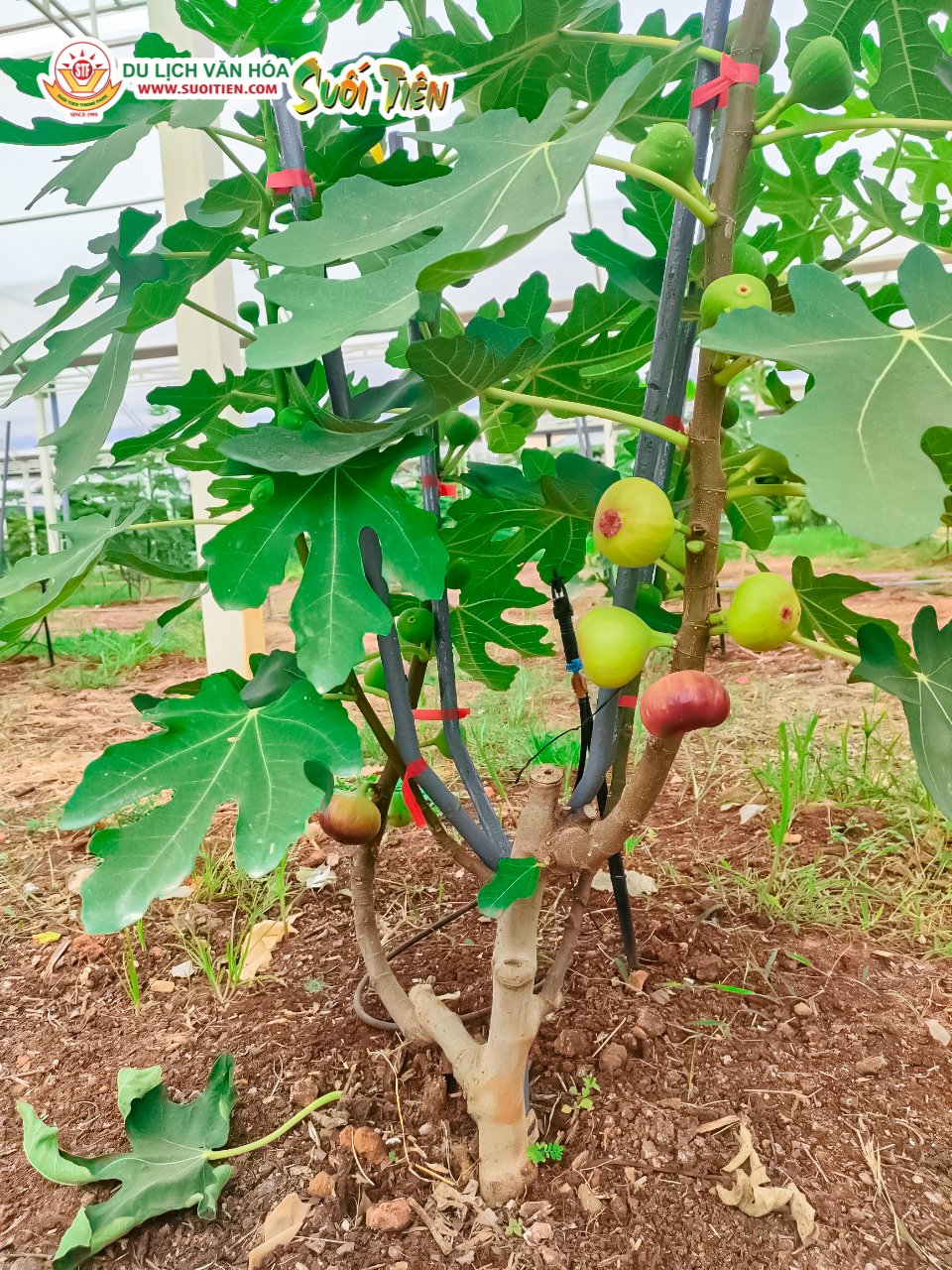 Khám phá Suối Tiên Farm mùa trái chín - Ảnh 4.