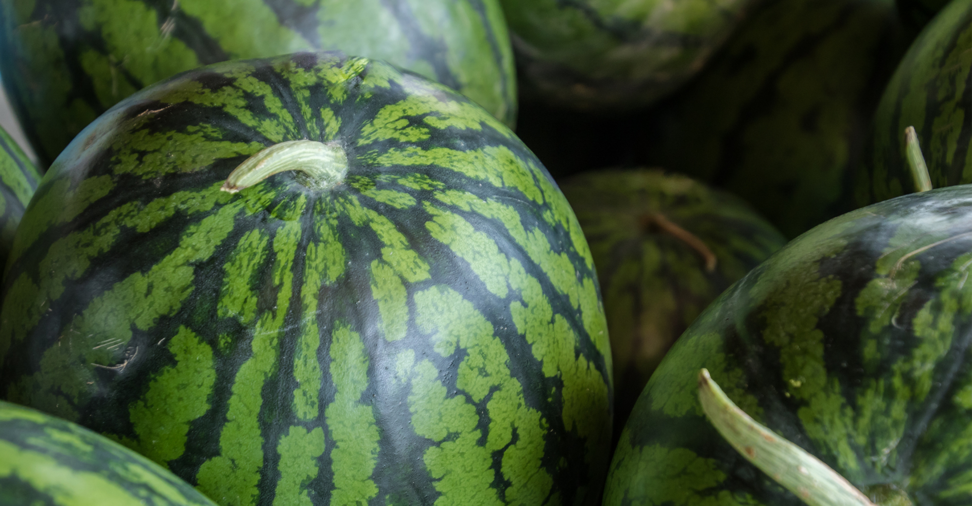 C&aacute;ch chọn dưa hấu nhiều nước v&agrave; ngọt hơn, lựa 10 quả tr&uacute;ng cả 10 - Ảnh 3.