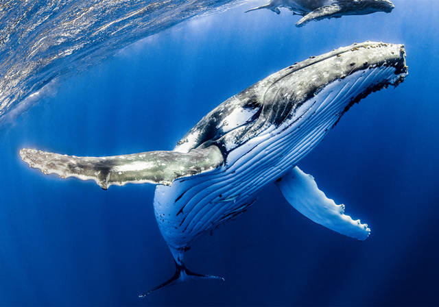 Kình lạc - bài ca bất tận của đại dương: Không hề biết cái chết của cá voi lại ý nghĩa đến thế! - Ảnh 1.