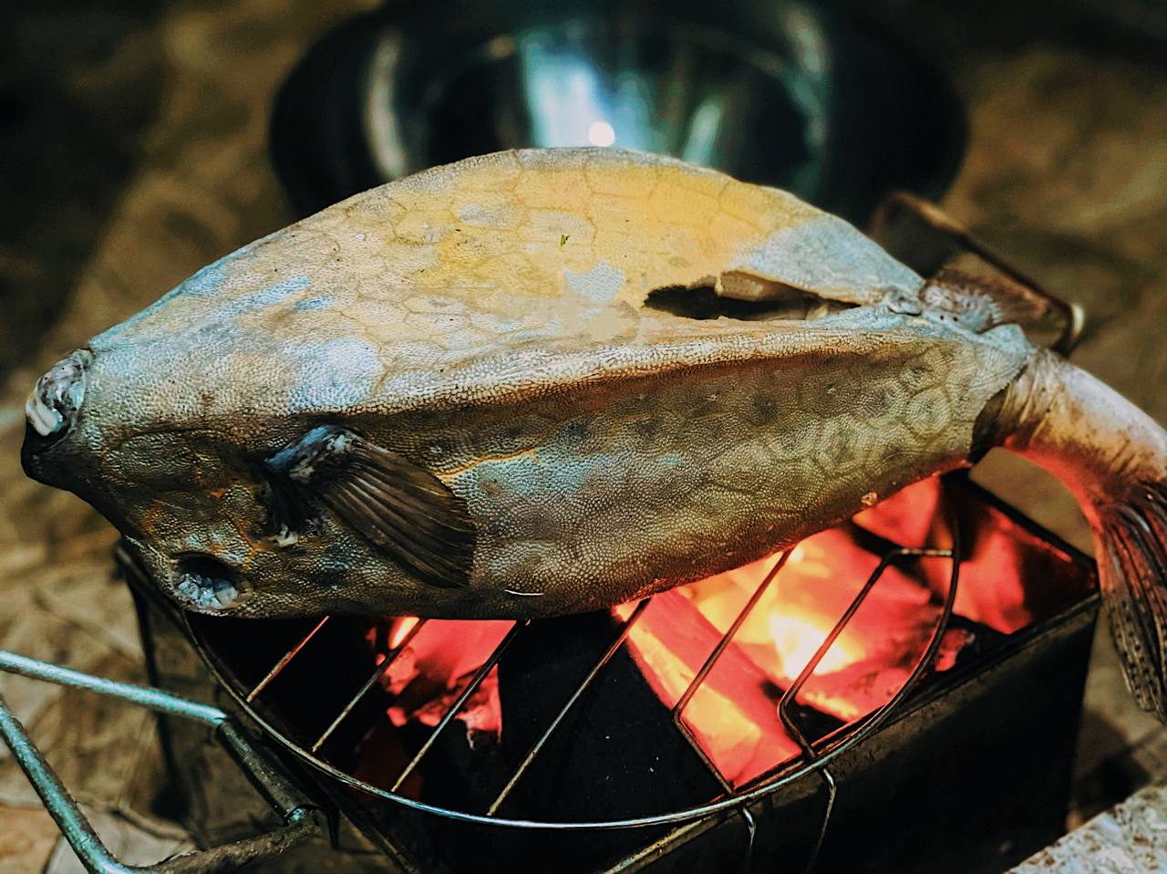 Cá bò hòm nướng - Thớ cá trắng muốt, dai ngọt ẩn sau lớp vỏ gai cứng làm nên đặc sản trác tuyệt - Ảnh 4.