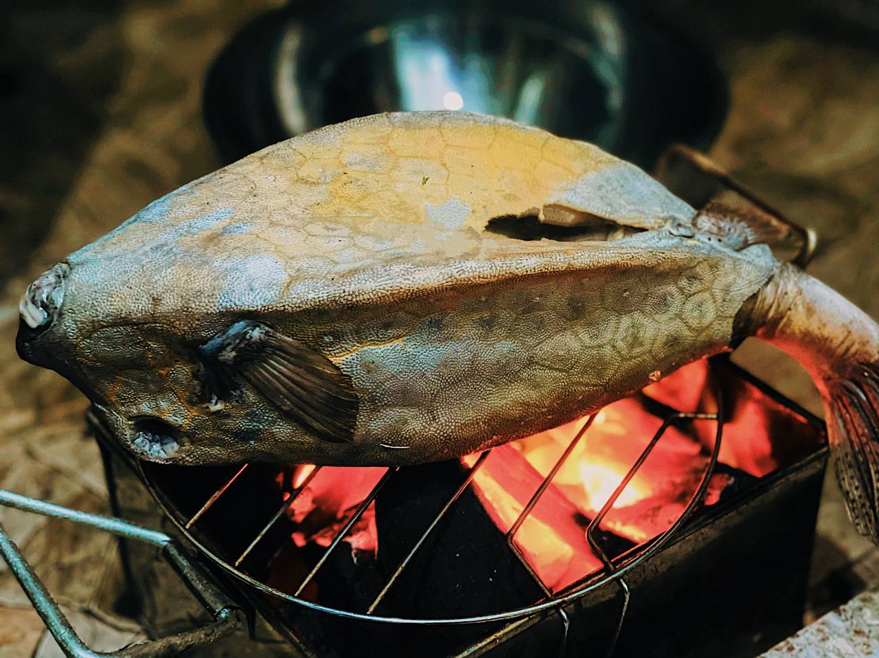 Cá bò hòm nướng - Thớ cá trắng muốt, dai ngọt ẩn sau lớp vỏ gai cứng làm nên đặc sản trác tuyệt - Ảnh 4. Cá bò hòm nướng - Thớ cá trắng muốt, dai ngọt ẩn sau lớp vỏ gai cứng làm nên đặc sản trác tuyệt - Ảnh 4.
