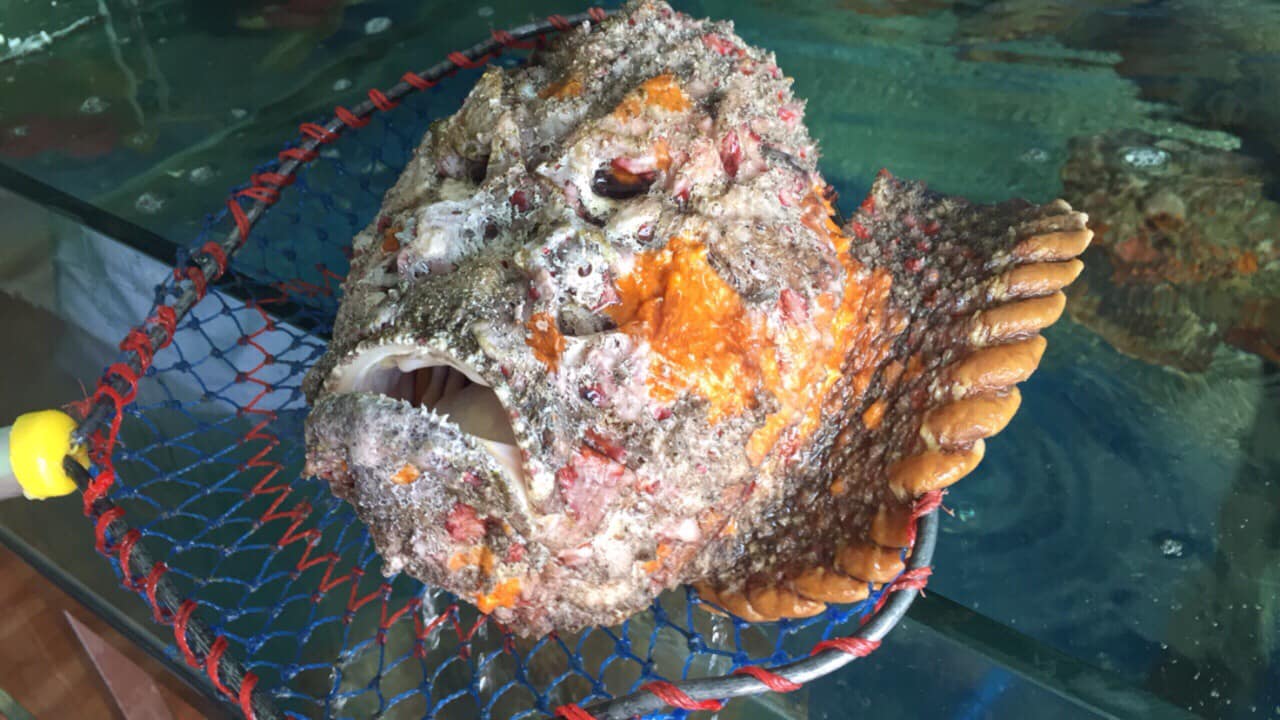 Cá mặt quỷ - Vẻ ngoài đáng sợ nhưng vị thịt ngọt thơm, xứng danh "tinh túy của đại dương" 5