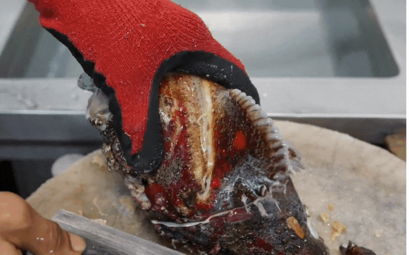 Cá mặt quỷ - Vẻ ngoài đáng sợ nhưng vị thịt ngọt thơm, xứng danh "tinh túy của đại dương" 11