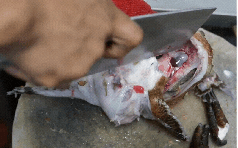 Cá mặt quỷ - Vẻ ngoài đáng sợ nhưng vị thịt ngọt thơm, xứng danh "tinh túy của đại dương" 13