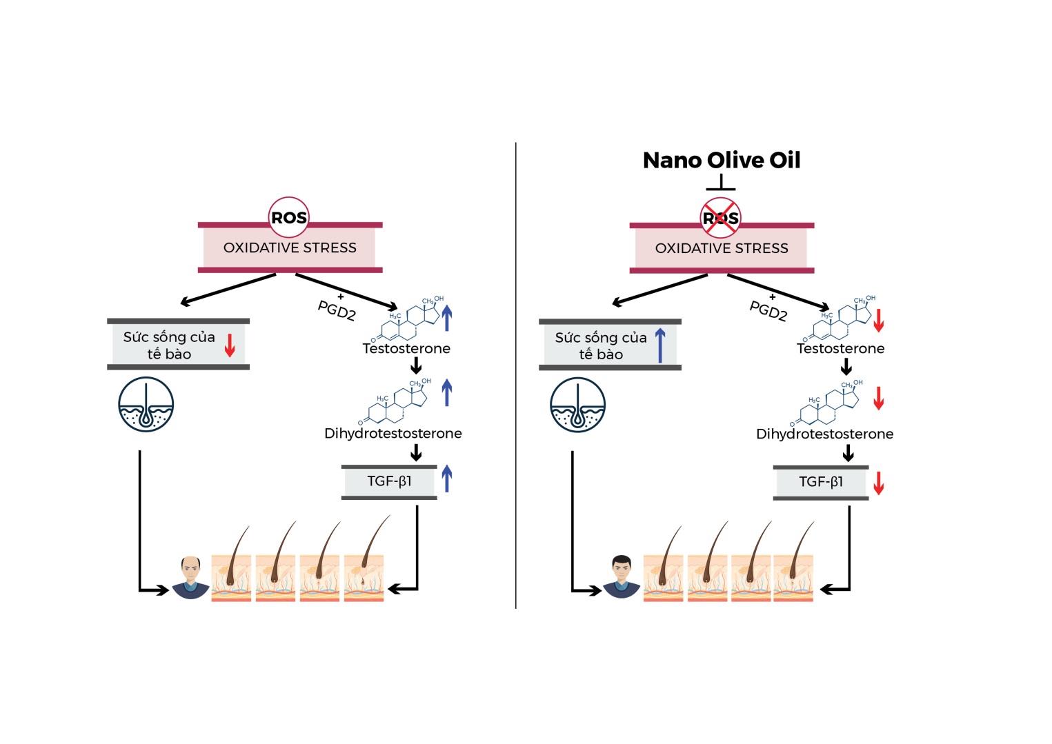 Cha đẻ khẩu trang Wakamono bất ngờ ra mắt dầu gội ngăn rụng tóc công nghệ nano dầu olive - Ảnh 2.