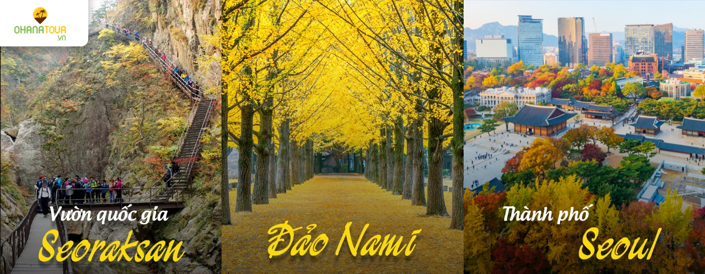 Du lịch H&agrave;n Quốc - Dệt lối thu v&agrave;ng - Ảnh 2.