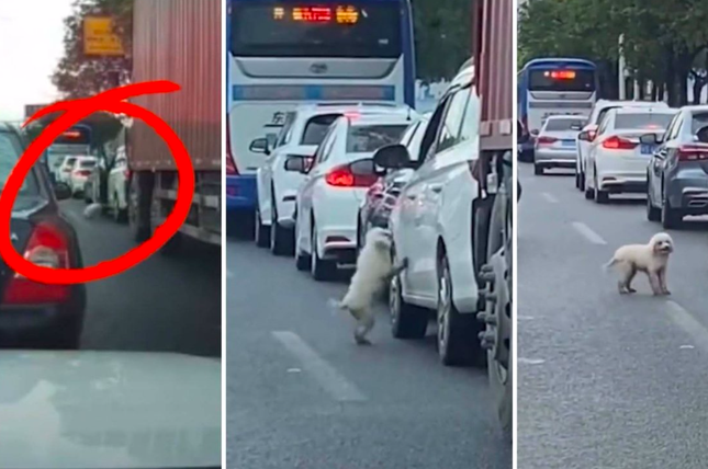 Trung Quốc: Truy tìm người thả chó từ trên xe xuống giữa đường đông người - Ảnh 1.