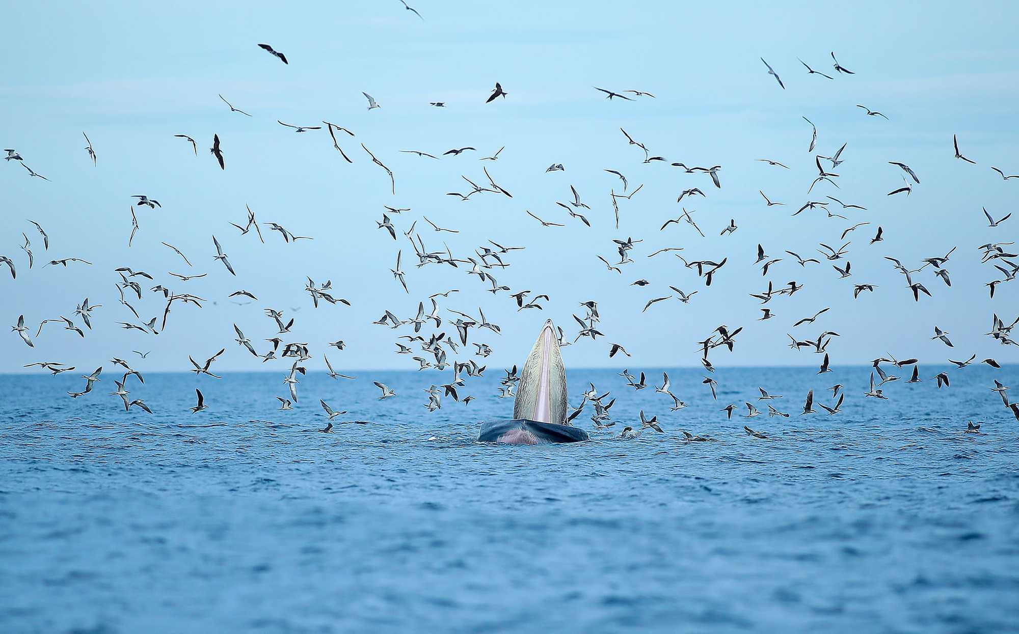 Thích thú, vỡ òa với khoảnh khắc chứng kiến cá voi xanh săn mồi trên biển Đề Gi - Ảnh 2.