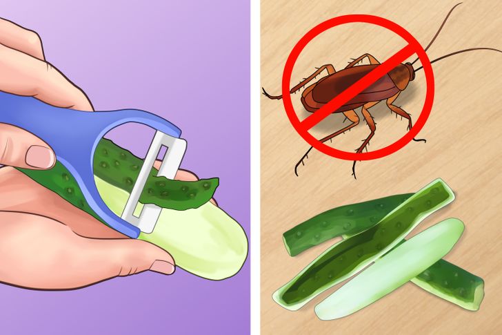 6 mẹo gi&uacute;p giữ ng&ocirc;i nh&agrave; của bạn kh&ocirc;ng c&oacute; c&ocirc;n tr&ugrave;ng l&agrave;m phiền m&agrave; chẳng cần sử dụng đến h&oacute;a chất nguy hiểm  - Ảnh 3.