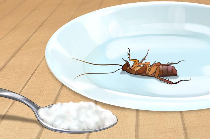 6 mẹo gi&uacute;p giữ ng&ocirc;i nh&agrave; của bạn kh&ocirc;ng c&oacute; c&ocirc;n tr&ugrave;ng l&agrave;m phiền m&agrave; chẳng cần sử dụng đến h&oacute;a chất nguy hiểm  - Ảnh 4.