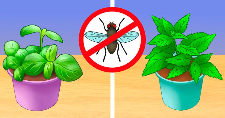 6 mẹo giúp giữ ngôi nhà của bạn không có côn trùng làm phiền mà chẳng cần sử dụng đến hóa chất nguy hiểm  - Ảnh 2.