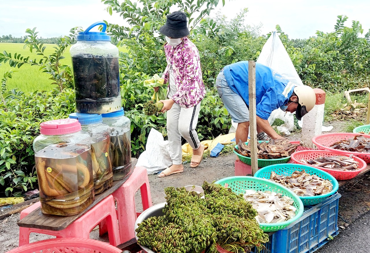 Đọt choại nhúng lẩu mắm cá đồng hao cơm phải biết - Ảnh 2.