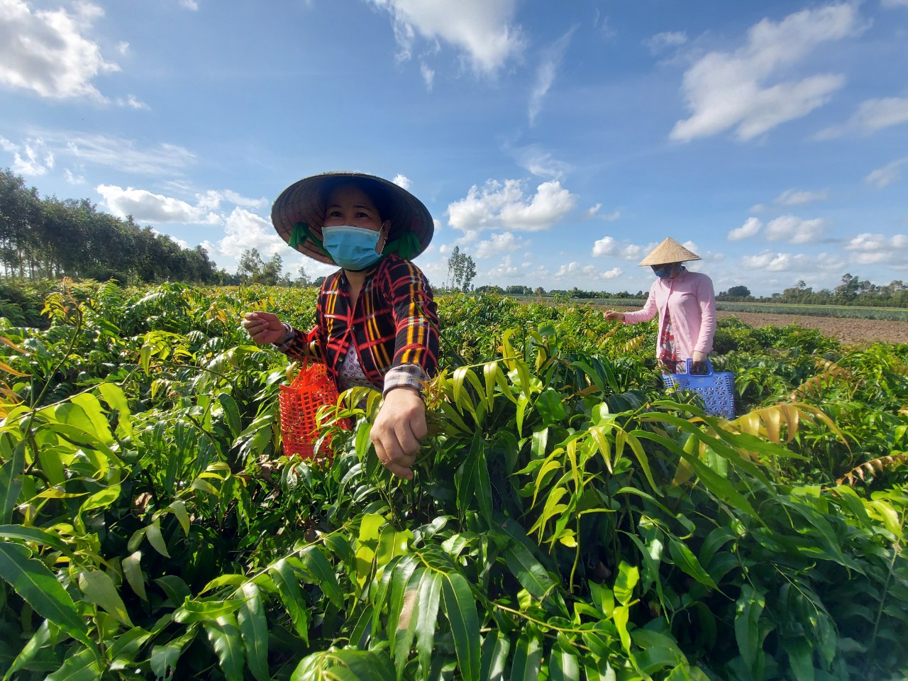 Đọt choại nhúng lẩu mắm cá đồng hao cơm phải biết - Ảnh 7. Đọt choại nhúng lẩu mắm cá đồng hao cơm phải biết - Ảnh 7.