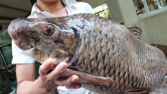 Cá Anh Vũ ngon đến cỡ nào mà nhiều người nức nở &quot;trên đời không có sản vật nào sánh bằng!&quot; - Ảnh 4.