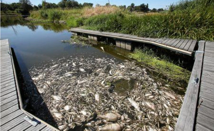Cá chết hàng loạt trên sông chảy qua Đức - Ba Lan do chất độc chưa xác định - Ảnh 2.
