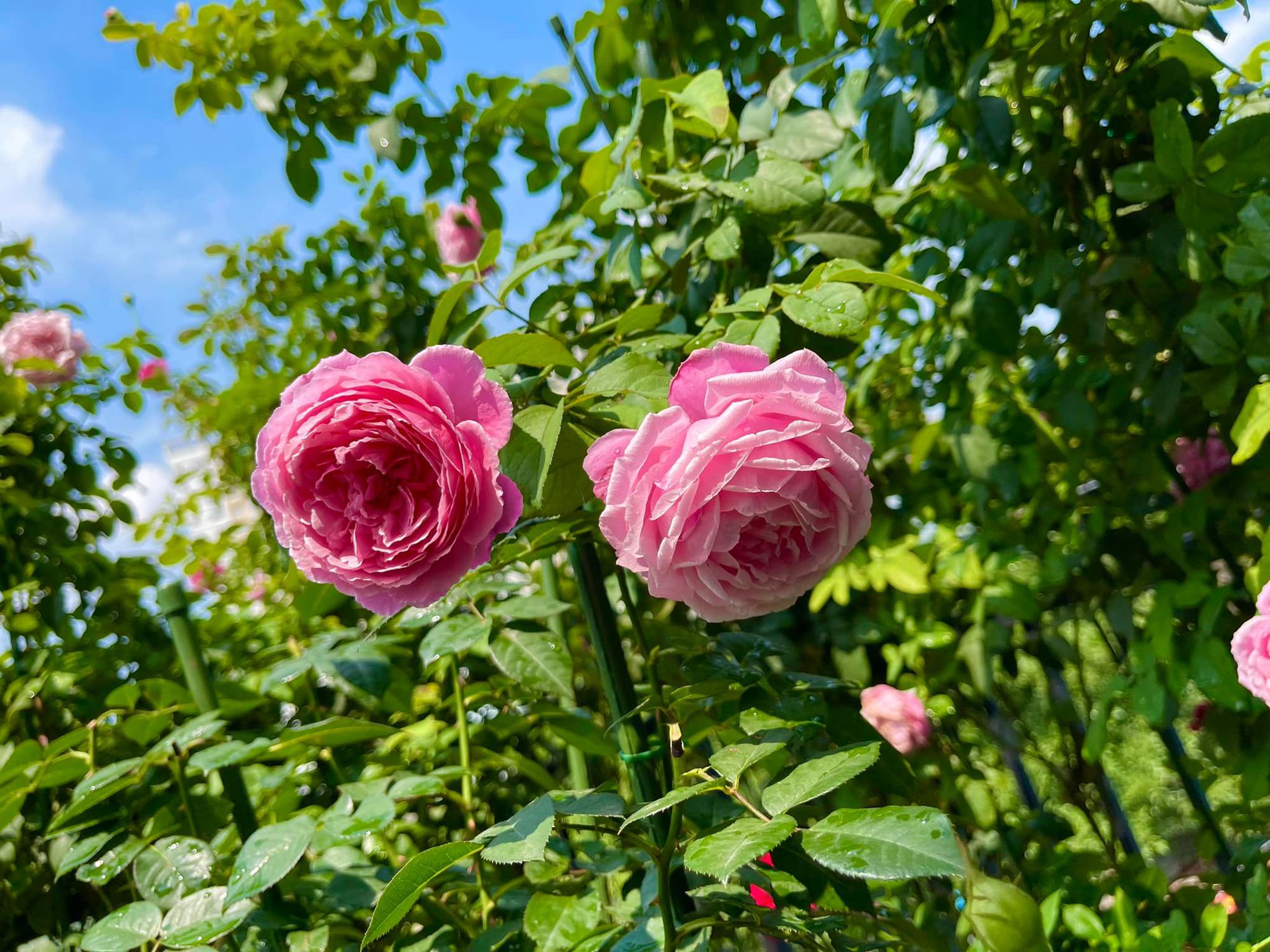 Khu vườn hoa hồng đẹp ngây ngất trên sân thượng ở TP HCM - Ảnh 8.