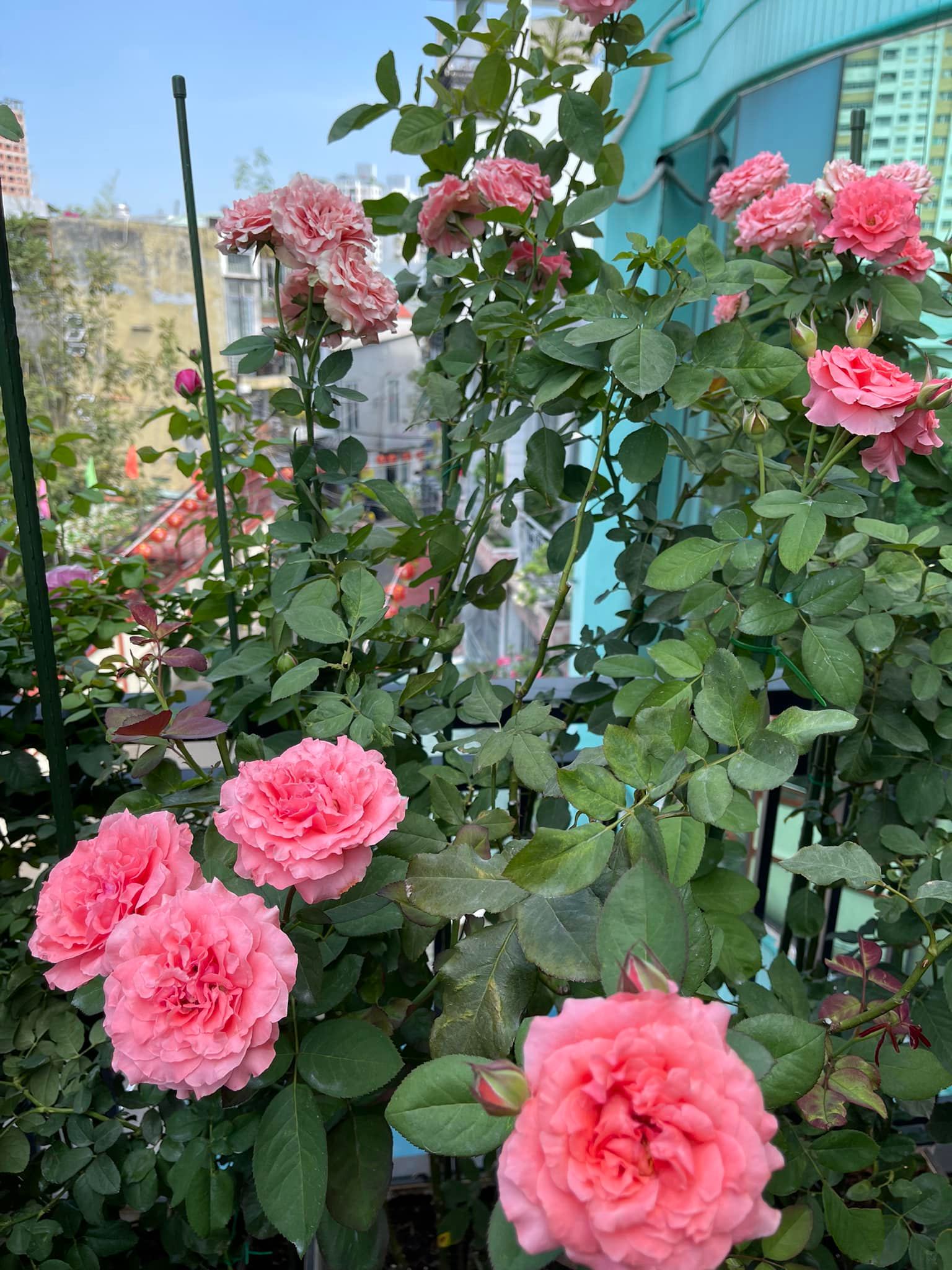 Khu vườn hoa hồng đẹp ngây ngất trên sân thượng ở TP HCM - Ảnh 10.