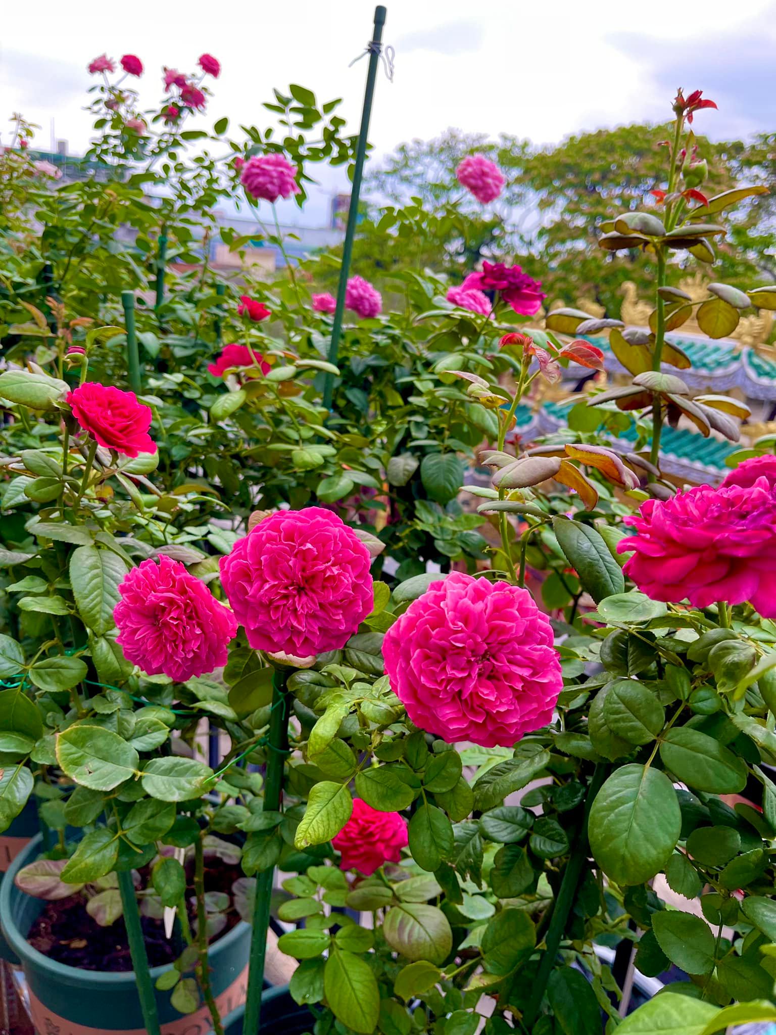 Khu vườn hoa hồng đẹp ngây ngất trên sân thượng ở TP HCM - Ảnh 11.