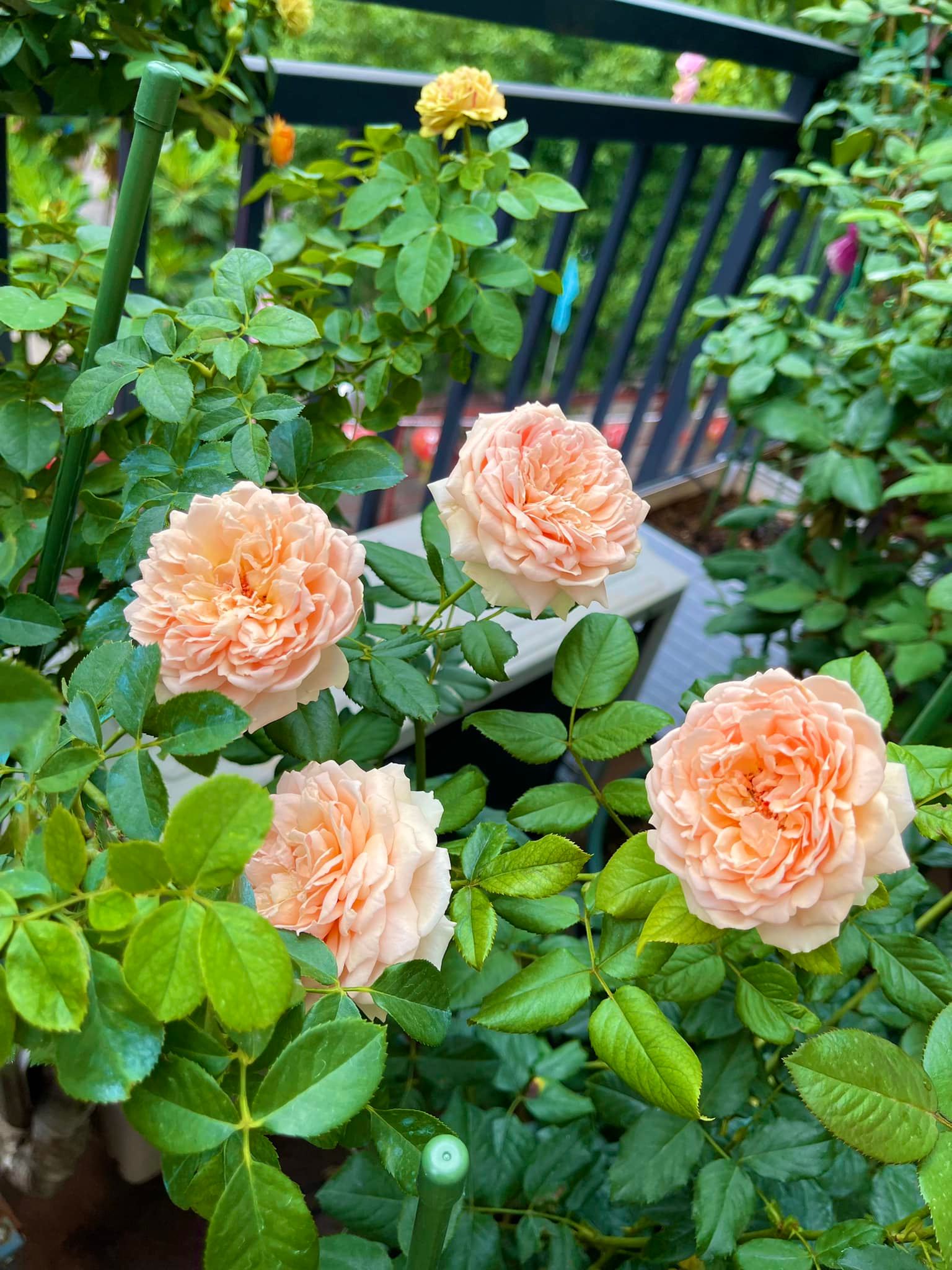 Khu vườn hoa hồng đẹp ngây ngất trên sân thượng ở TP HCM - Ảnh 13.