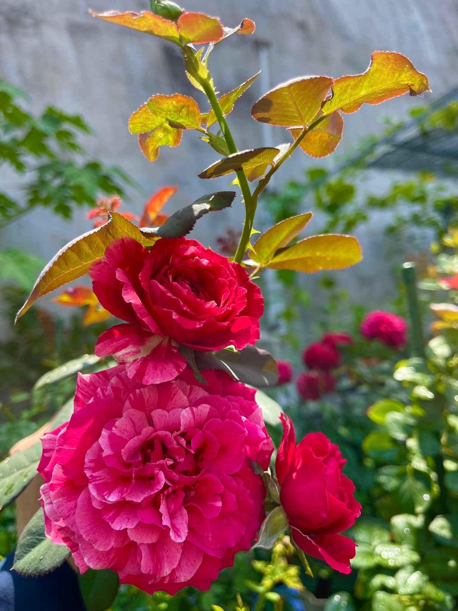 Khu vườn hoa hồng đẹp ngây ngất trên sân thượng ở TP HCM - Ảnh 14.