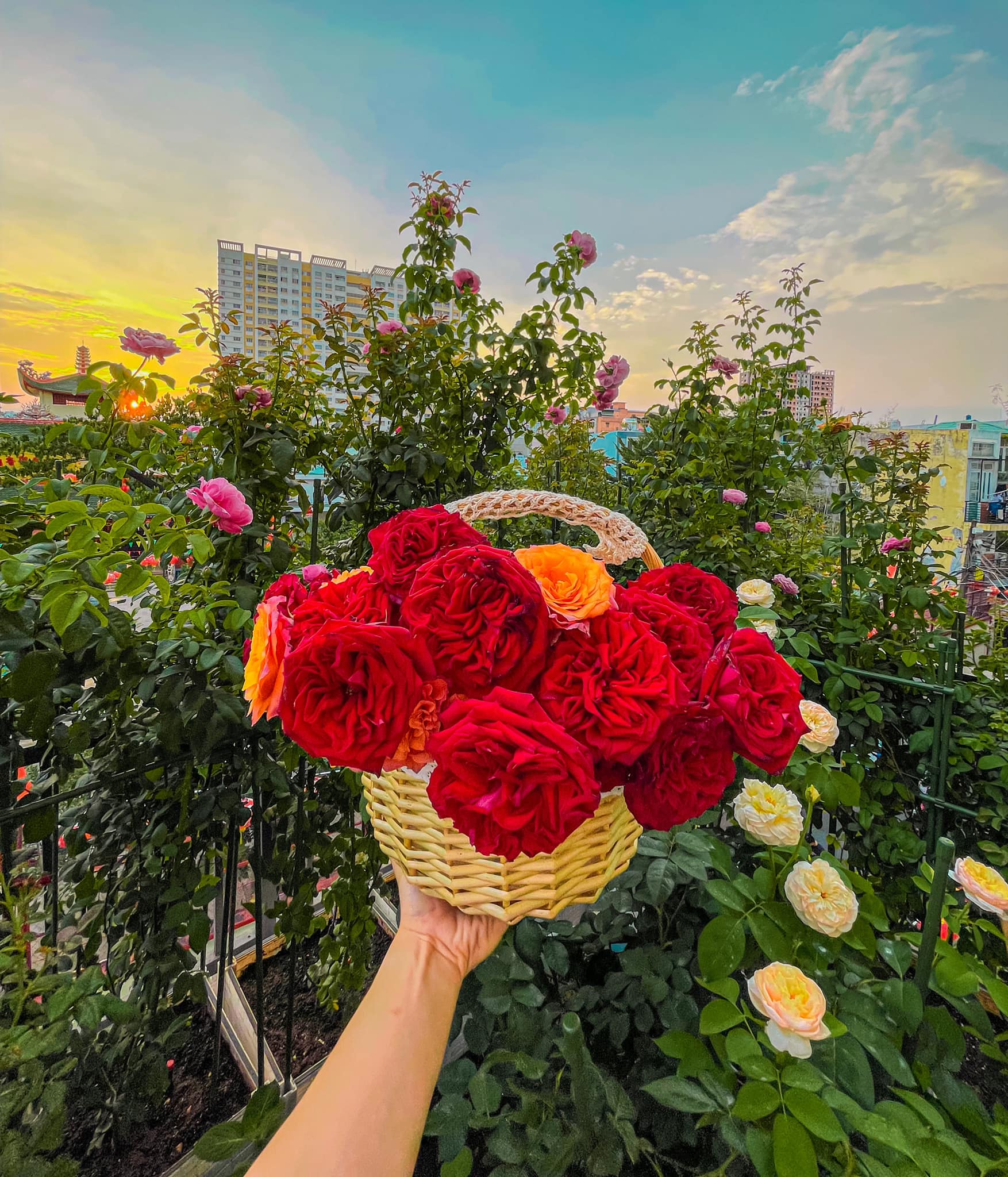 Khu vườn hoa hồng đẹp ngây ngất trên sân thượng ở TP HCM - Ảnh 18.