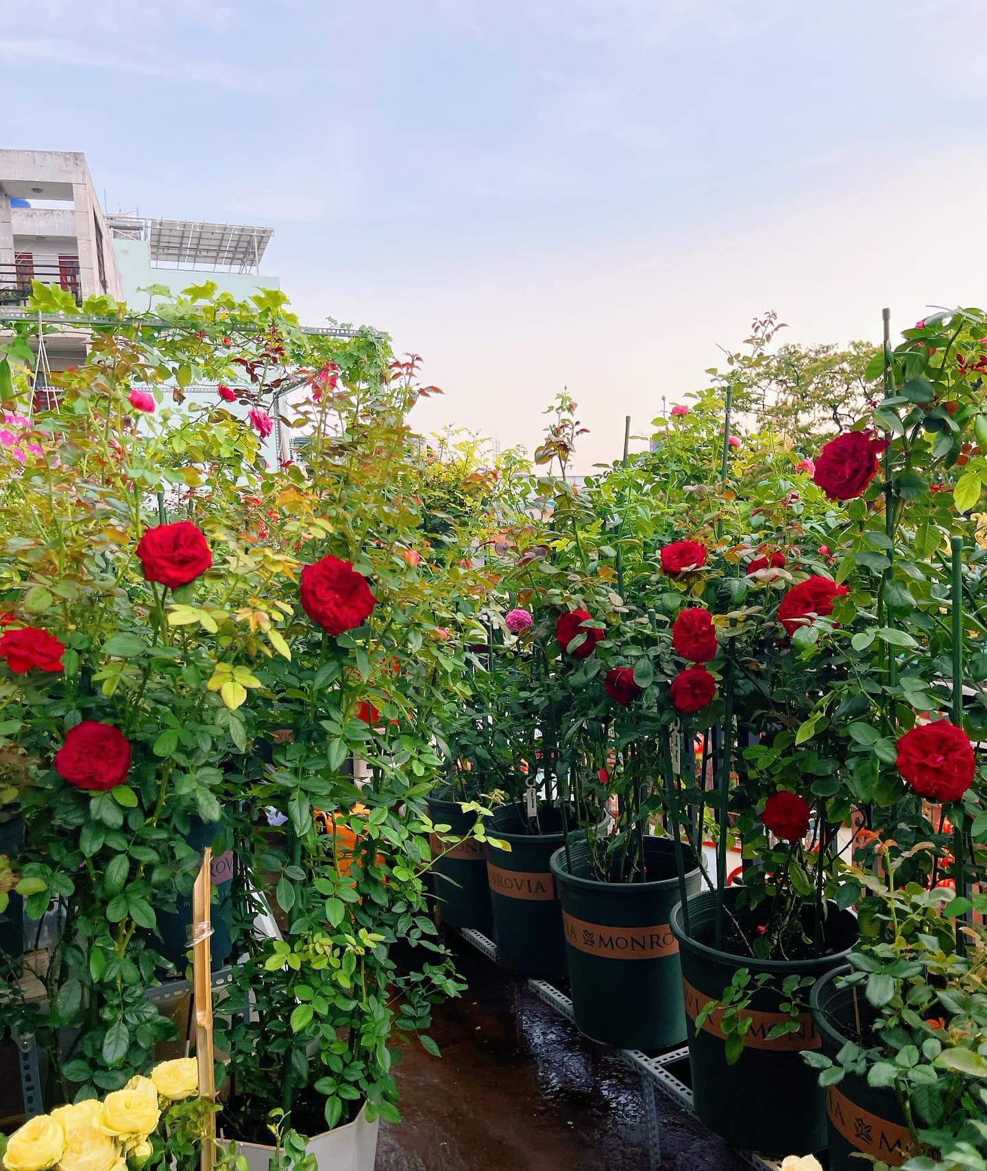 Khu vườn hoa hồng đẹp ngây ngất trên sân thượng ở TP HCM - Ảnh 4.