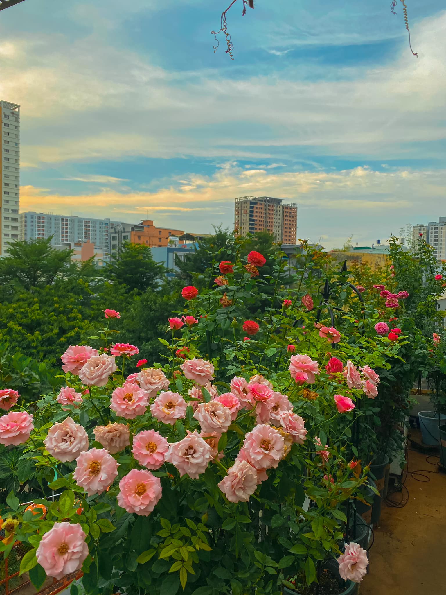 Khu vườn hoa hồng đẹp ngây ngất trên sân thượng ở TP HCM - Ảnh 5.