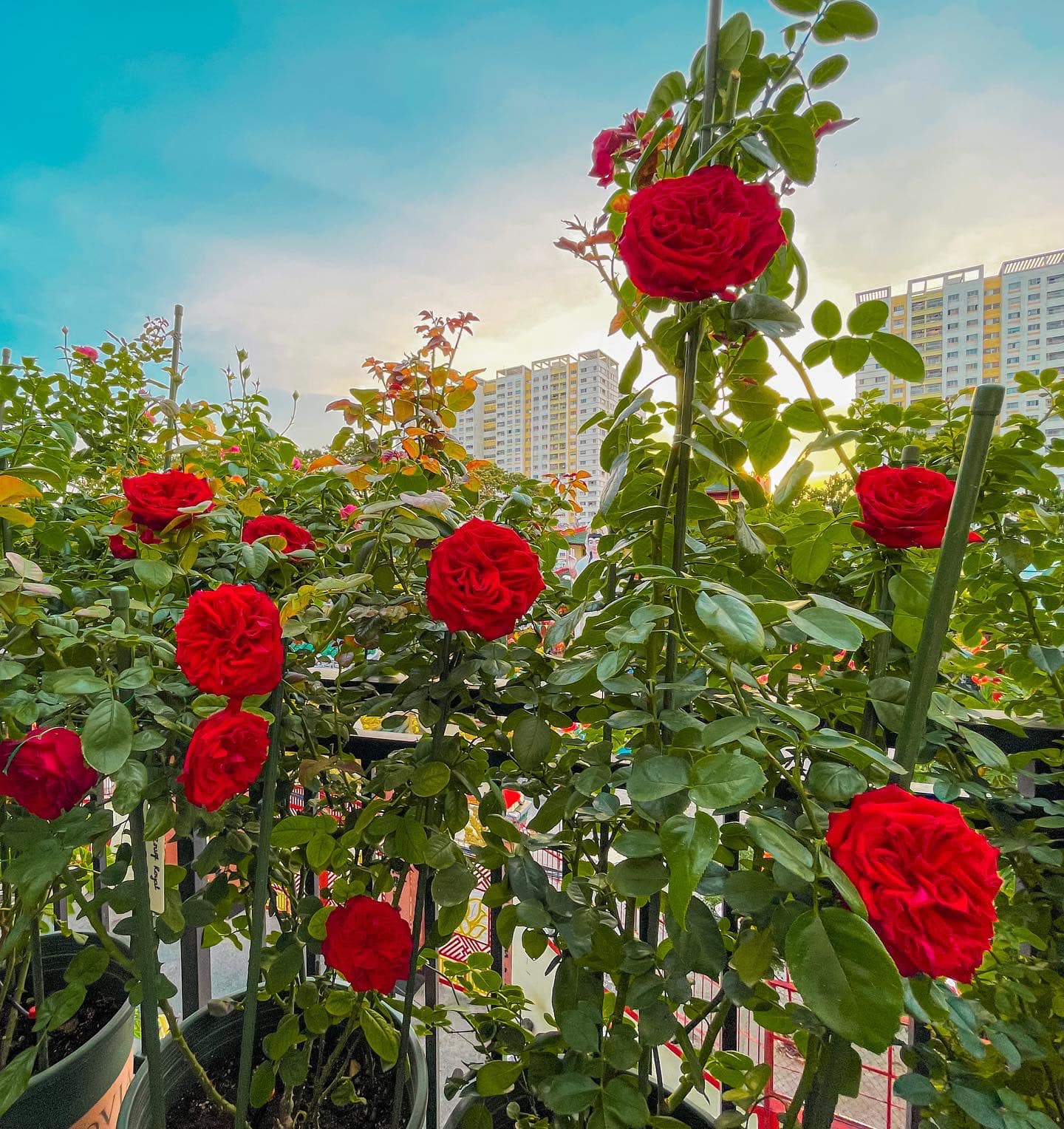 Khu vườn hoa hồng đẹp ngây ngất trên sân thượng ở TP HCM