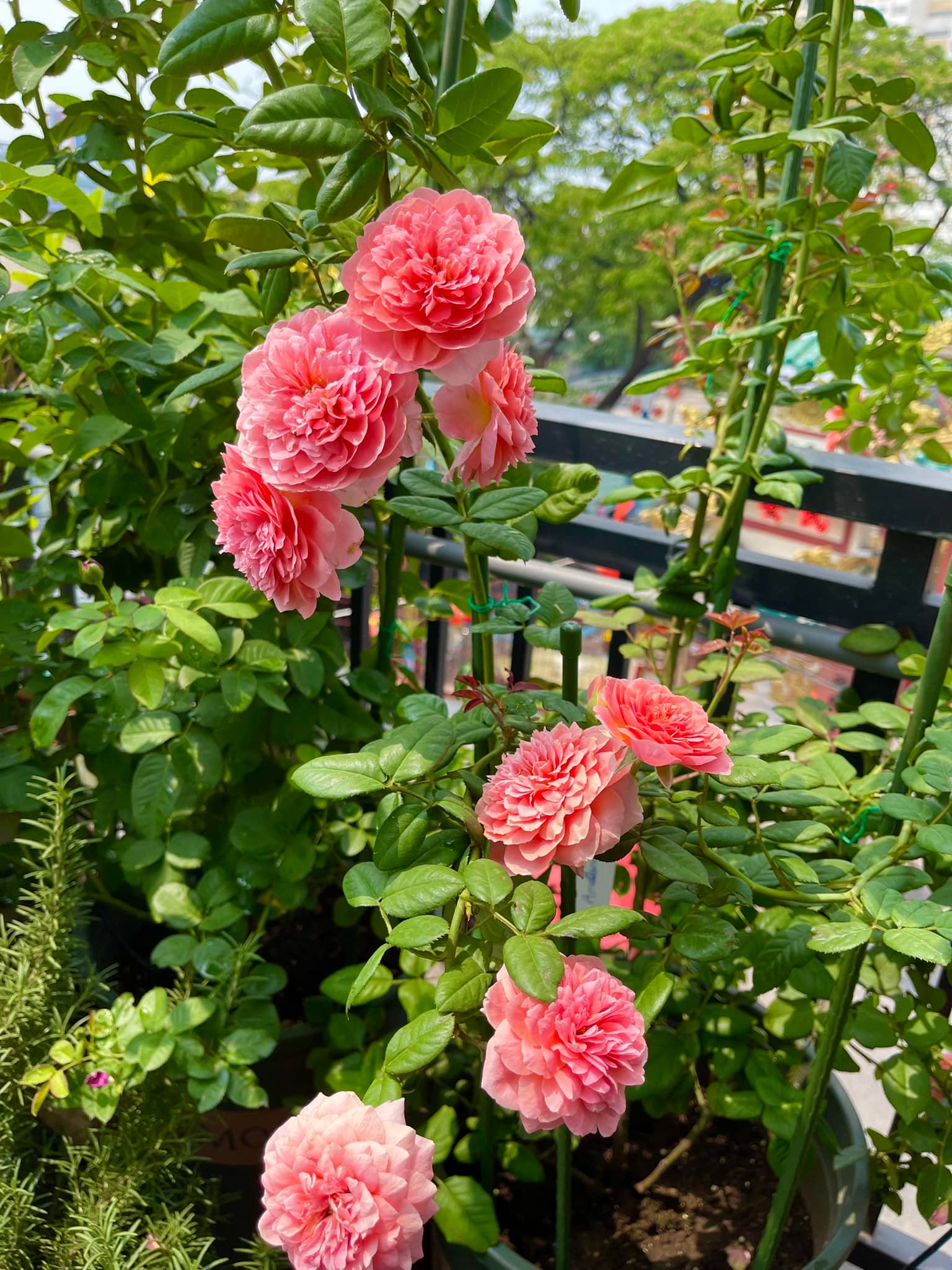 Khu vườn hoa hồng đẹp ngây ngất trên sân thượng ở TP HCM - Ảnh 7.