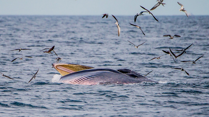 Cá voi xuất hiện trên vùng biển Quảng Ninh - Ảnh 1.