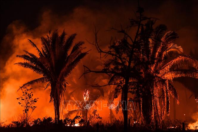 Brazil: Cháy rừng Amazon nghiêm trọng nhất 15 năm, có ngày xảy ra hơn 3.300 vụ cháy - Ảnh 1.