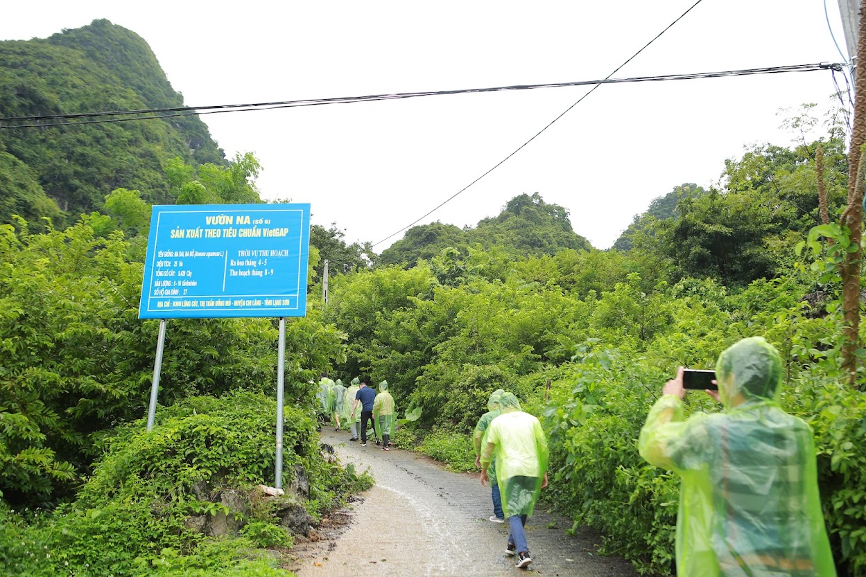 Tiết lộ nơi người dân ít mắc bệnh xương khớp nhờ 'vàng trên núi' - Ảnh 2.