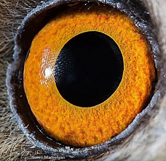 Ngắm nhìn vẻ đẹp kỳ lạ độc đáo trong đôi mắt của muôn thú - Ảnh 2.