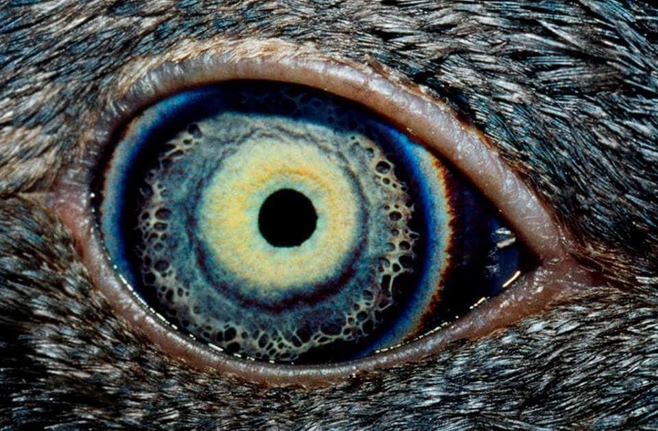 Ngắm nhìn vẻ đẹp kỳ lạ độc đáo trong đôi mắt của muôn thú - Ảnh 11.