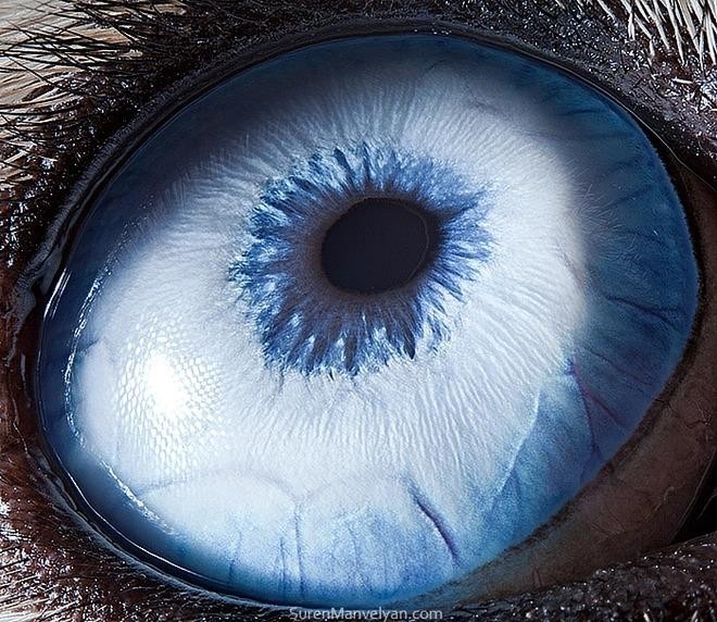 Ngắm nhìn vẻ đẹp kỳ lạ độc đáo trong đôi mắt của muôn thú - Ảnh 5.