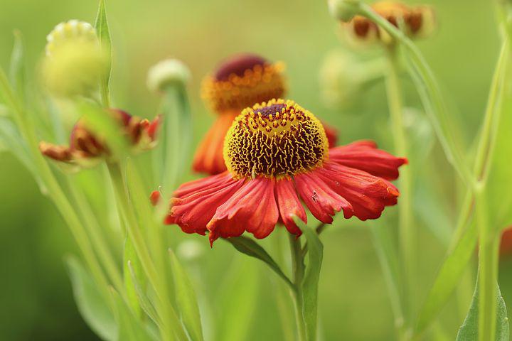 11 loại hoa nên trồng ở khu vườn nhà bạn trong mùa thu này - Ảnh 4.