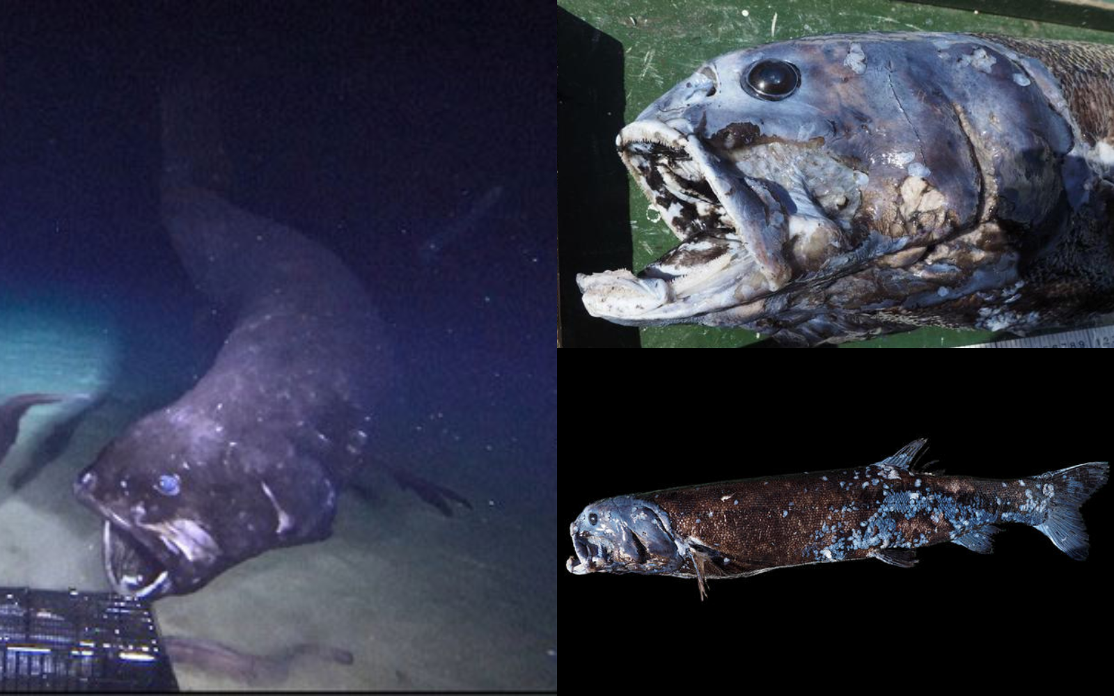 "Đại vương" săn mồi của vùng biển Nhật: Thân hình "bé bự", thống trị ở độ sâu 2.000 mét nước