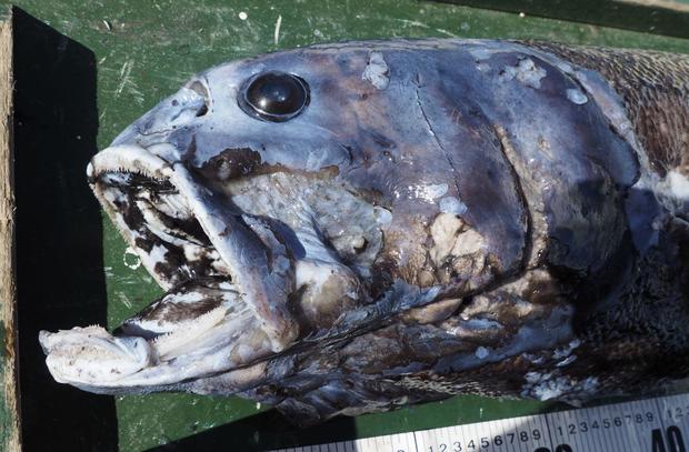 "Đại vương" săn mồi của vùng biển Nhật: Thân hình "bé bự", thống trị dưới độ sâu 2.000 mét nước - Ảnh 5.