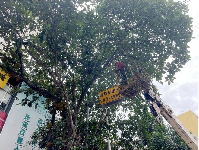 Xoài nhãn rải khắp phố phường, tưởng thiên đường nhưng lại là 'nỗi khổ không lời' của các thành phố Trung Quốc - Ảnh 6. Xoài nhãn rải khắp phố phường, tưởng thiên đường nhưng lại là 'nỗi khổ không lời' của các thành phố Trung Quốc - Ảnh 6.
