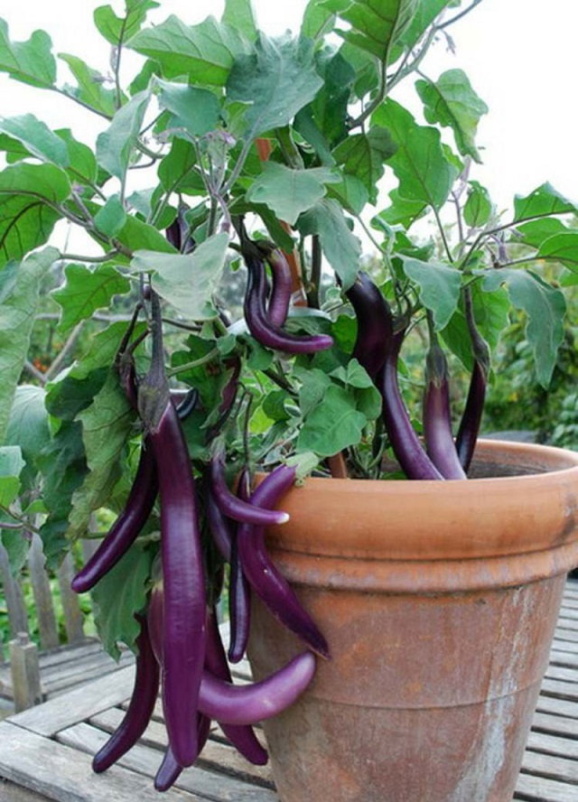 4 bí quyết giúp bạn trồng rau sạch ở ban công đủ ăn quanh năm cho cả gia đình - Ảnh 10.