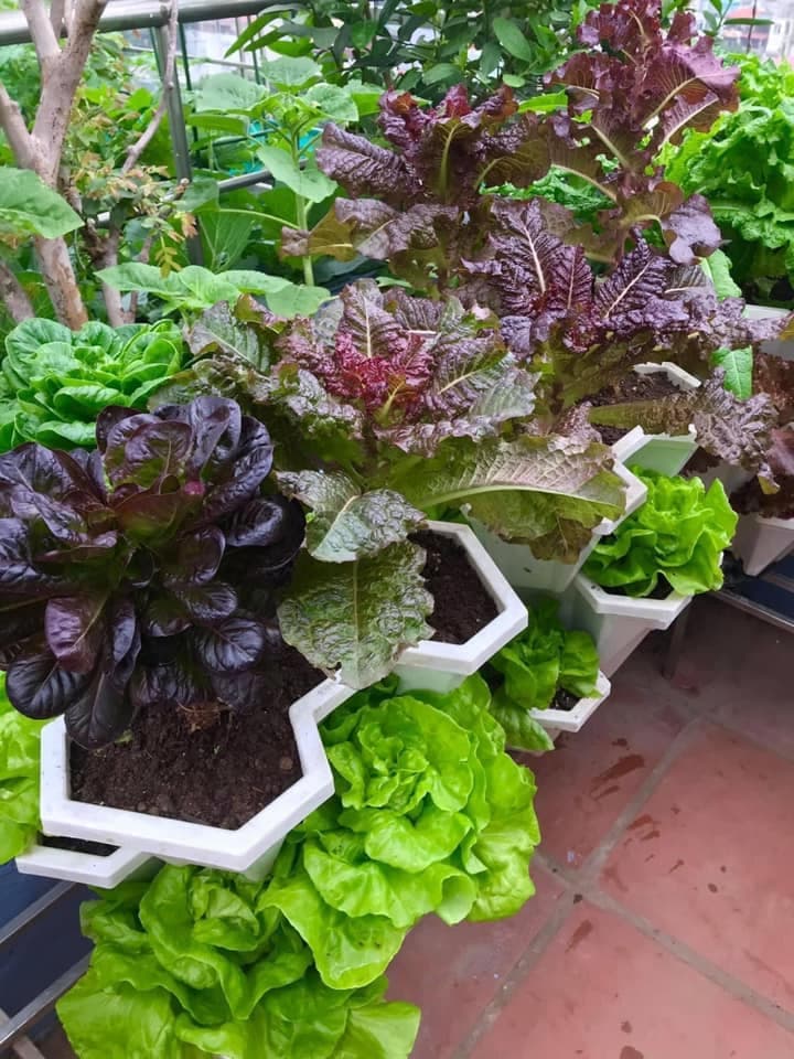 4 bí quyết giúp bạn trồng rau sạch ở ban công đủ ăn quanh năm cho cả gia đình - Ảnh 6.