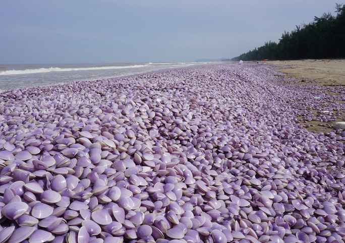 Hàng tấn ngao chết trôi dạt, chất đống dọc 3 km bờ biển Thanh Hóa - Ảnh 1.