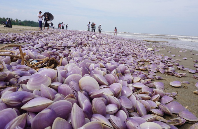 Hàng tấn ngao chết trôi dạt, chất đống dọc 3 km bờ biển Thanh Hóa - Ảnh 2.