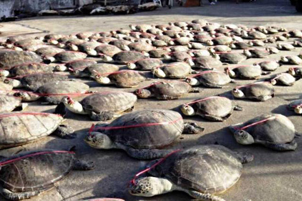 Hơn 1,1 triệu con rùa biển bị giết hại trái phép trong 30 năm qua - Ảnh 2.