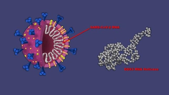 Tin vui: Thuốc chống ung thư cũng có thể hoạt động như liệu pháp kháng virus COVID-19 - Ảnh 1.