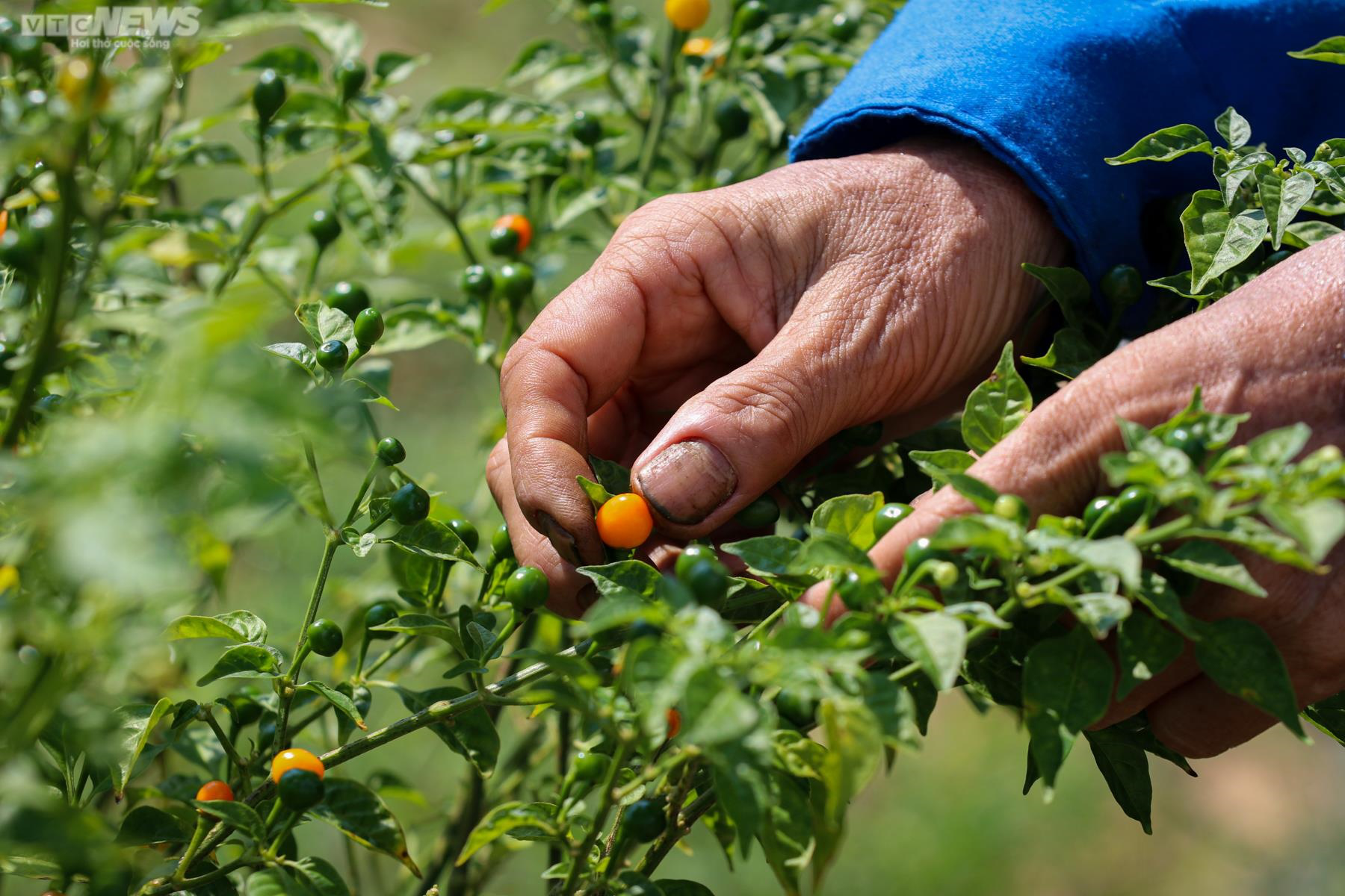 Ảnh: Mục sở thị khu vườn trồng loại ớt đắt nhất thế giới ở Hà Tĩnh - Ảnh 13.