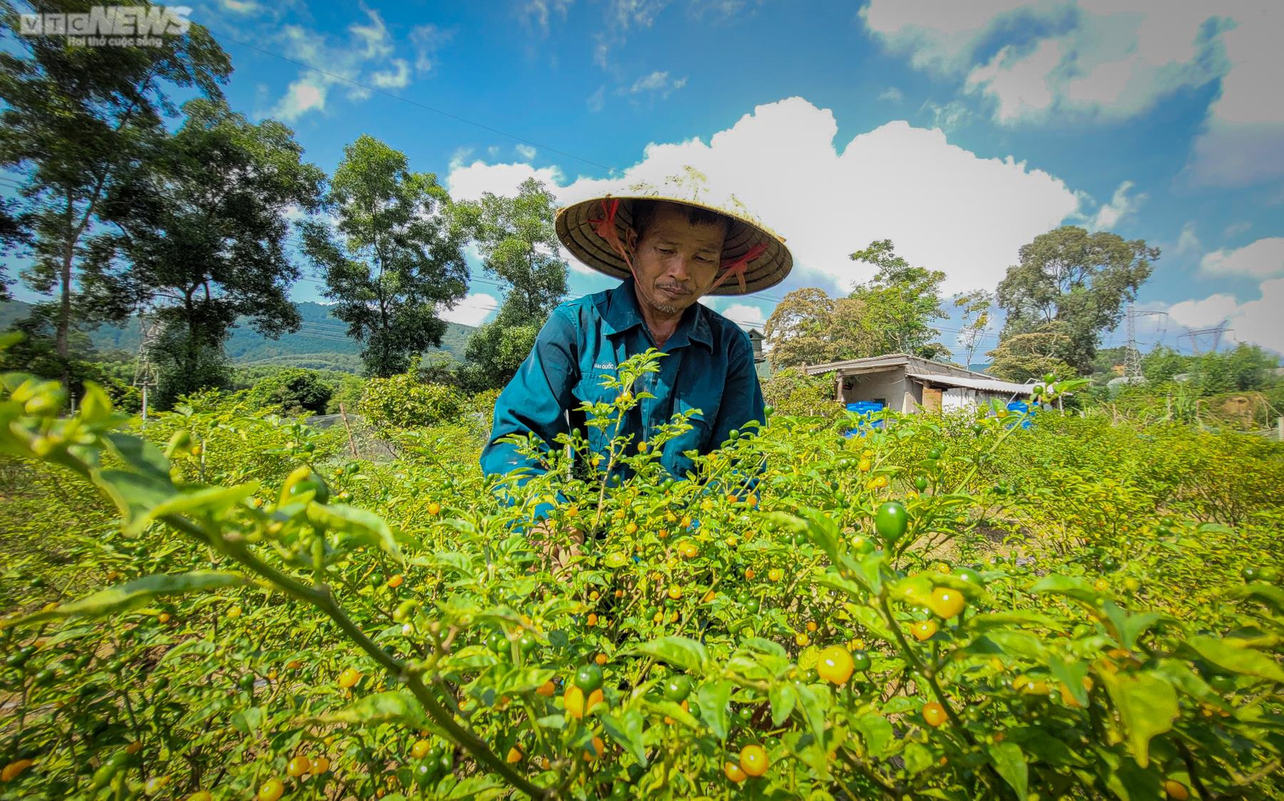 Ảnh: Mục sở thị khu vườn trồng loại ớt đắt nhất thế giới ở Hà Tĩnh - Ảnh 6.