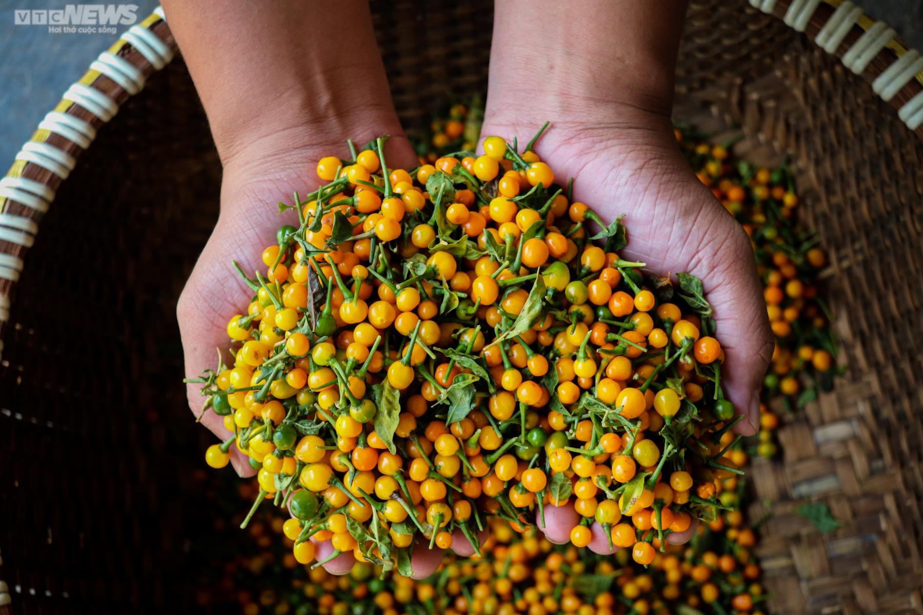 Ảnh: Mục sở thị khu vườn trồng loại ớt đắt nhất thế giới ở Hà Tĩnh - Ảnh 3.
