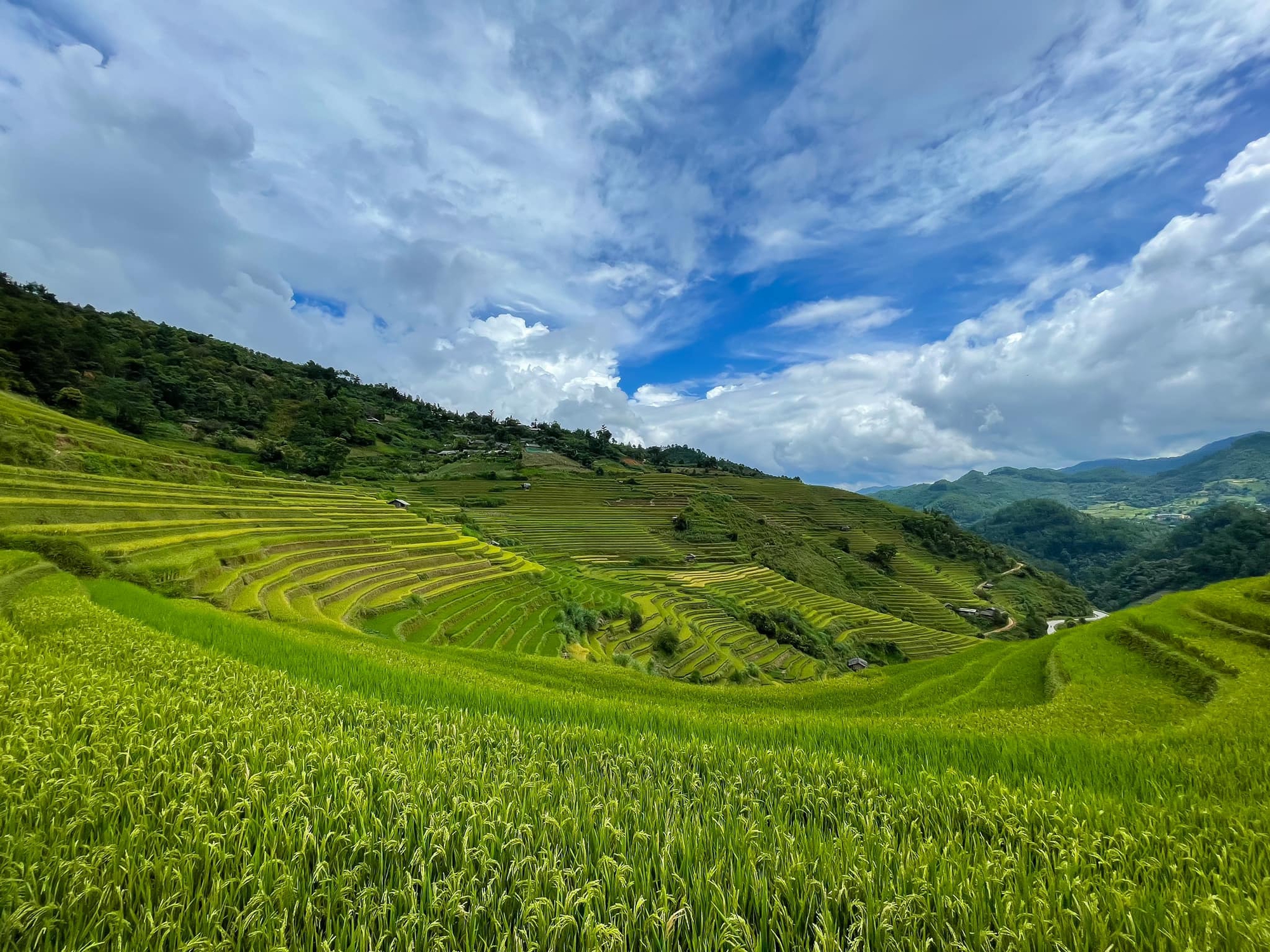 Trải nghiệm &quot;săn&quot; lúa chín đáng nhớ ở Mù Cang Chải - Top 10 ruộng bậc thang đẹp nhất thế giới - Ảnh 1.