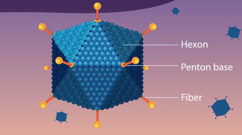 Bệnh do virus Adeno từng bùng phát thành dịch tại Việt Nam - Ảnh 1.